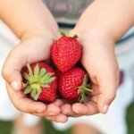 Child's hands holding strawberries.