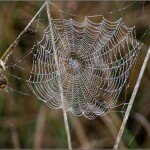 Spider web at Baylands Nature Preserve in Palo Alto