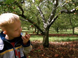 Boy eating an apple in an apple orchard.
