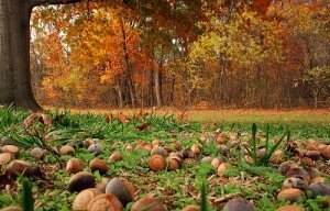 Acorns scattered across grass in a forest.