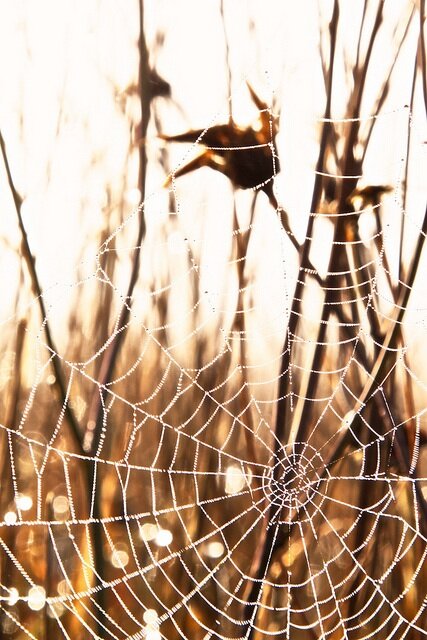 Spiderweb in sunlight.