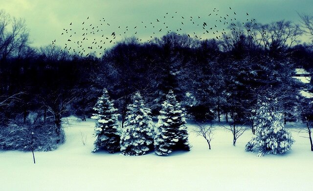 Christmas trees in a field with birds flying above them.