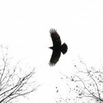 A crow flying in the winter sky.